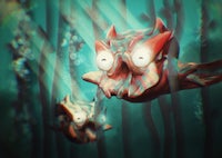 an image of a fish swimming in the water